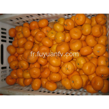 Nanfeng Bébé Mandarin frais